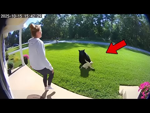 Cat Saves Baby From Bear Attack 