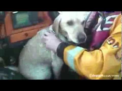 RNLI rescue dog swept out to sea