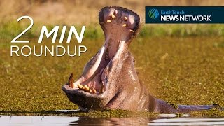 Cannibal hippos, polar bear penises &amp; a megamouth shark