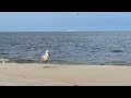 Views Of Seagulls Sandy Hook Beach Parking Lot C