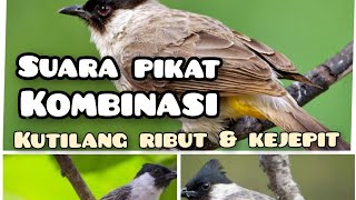 Download lagu suara pikat kutilang ribut kombinasi kutilang kejepit #pikatburung mp3 Download lagu suara pikat kutilang ribut kombinasi kutilang kejepit #pikatburung mp3