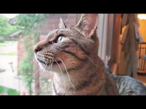 Cat Chirping and Chattering at the Birds Outside on Cat TV