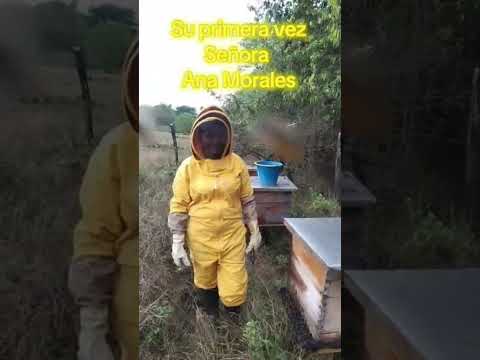 #ariysuschicuelos #abejastrabajando #familiabeekeeper Monterrey Casanare🇨🇴 transferencia y relevo.
