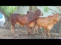 BULL MATING