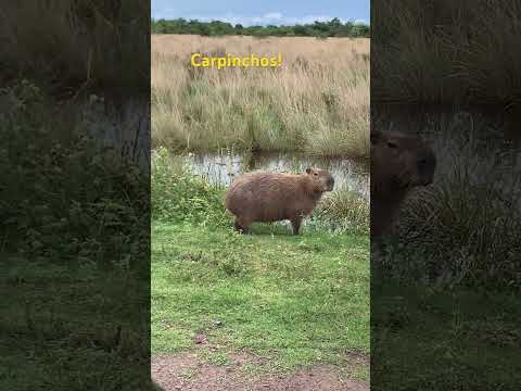 “Experiencia Corrientes” nos guió para conocer el Parque Nacional Mburucuyá y su belleza natural!
