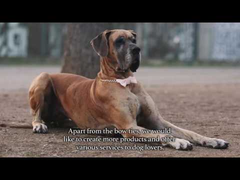 Funky Dog Bow Ties - psí motýlky, které pomáhají