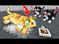Poor Cat Can T Walk Sad Story Minecraft Animation
