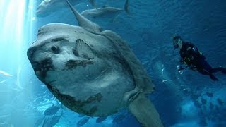 THE OCEAN SUNFISH: LARGEST BONY FISH