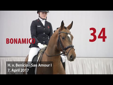 34 Bonamico Hengst v. Benicio - San Amour