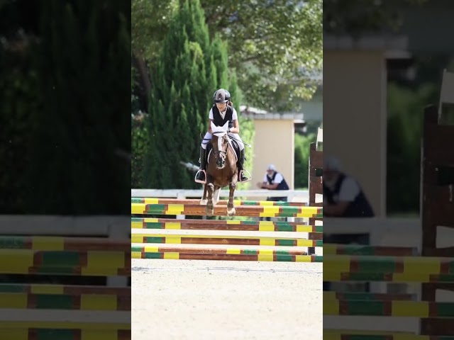 Mare Other Pony Breed For sale 2009 Liver chestnut