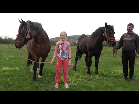 Caii lui Alexa de la Varaseni, Bihor - 2023 Nou!!!