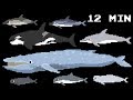 Cetacean Collection Whales Dolphins Porpoises Learn Animals The Kids Picture Show