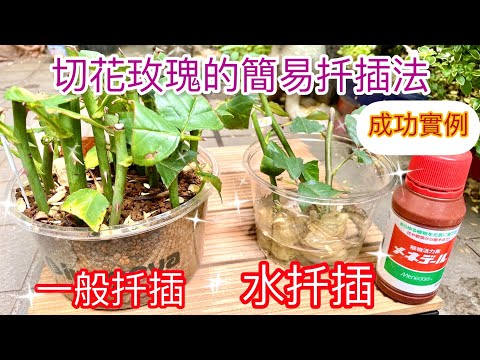 種玫瑰