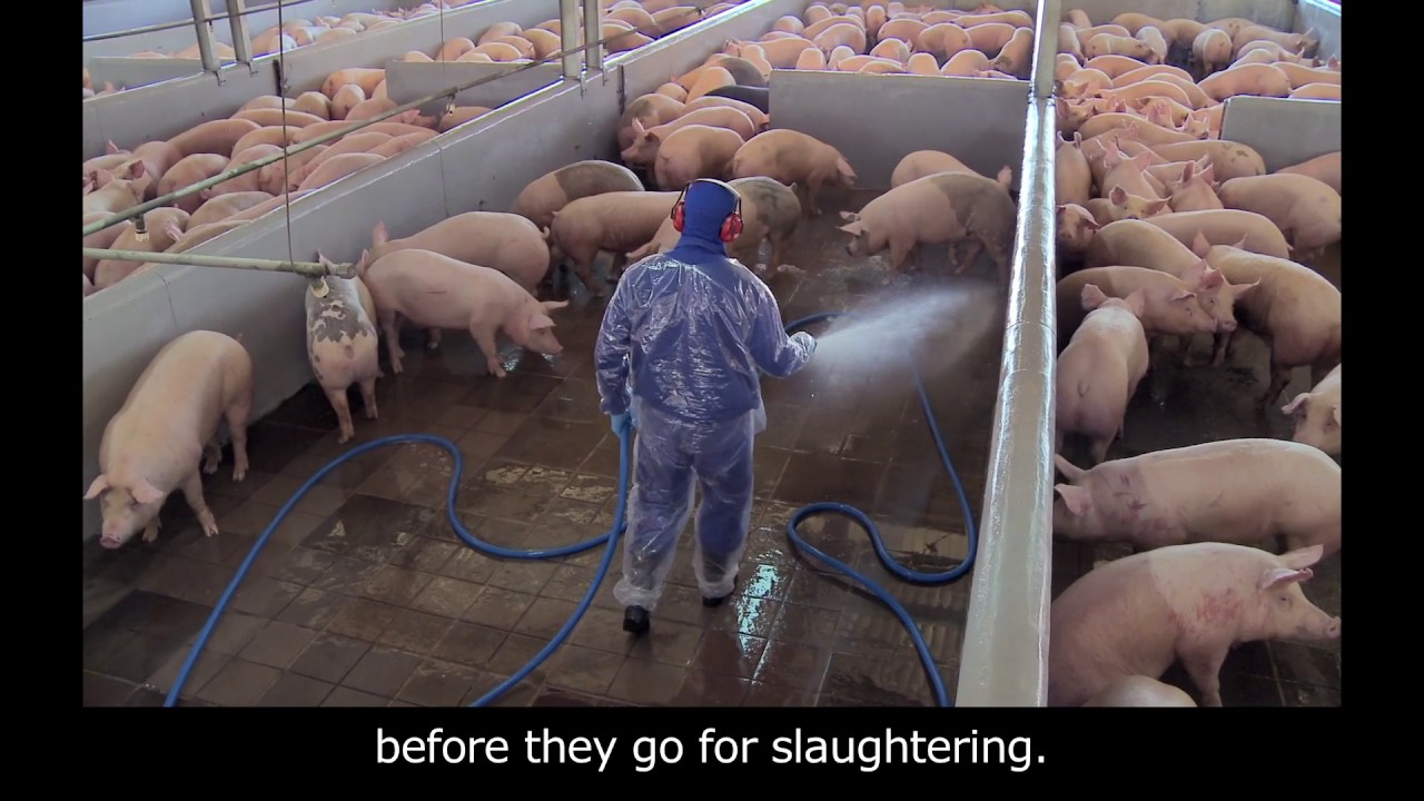 Série 100% Seguro - SESI - Frigorífico -Suínos   Recepção - English subtitle