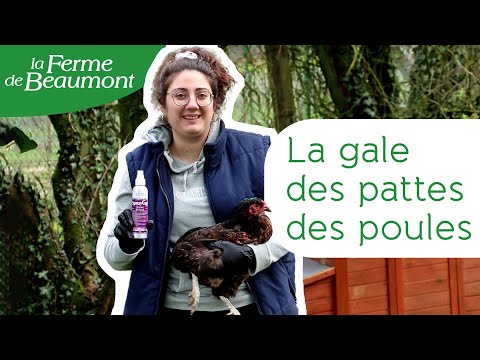 , title : 'La gale des pattes des poules : comment la soigner ? - Conseils de la Ferme de Beaumont'