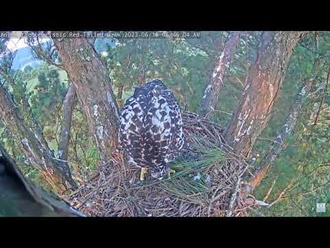 Angel the Leucistic Red Tailed Hawk 18.06.2023 06:37