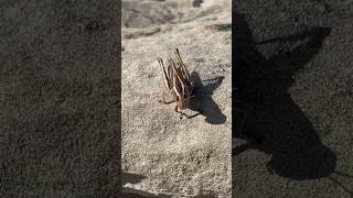 Killer Grasshopper Attacks!