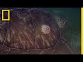 Parasites Hitch A Ride On Turtle S Shell National Geographic