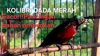 Download lagu Kolibri dada merah Gacor pancingan ampuh untuk bahan maupun ombyokan mp3