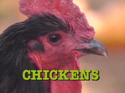 Farm Animals: Close Up and Very Personal