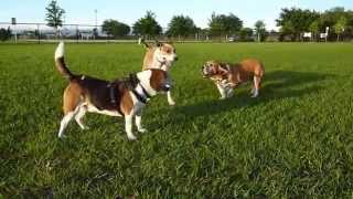 preview picture of video 'Having Fun At  Dog Park Easter Day Evening, April 20/14'