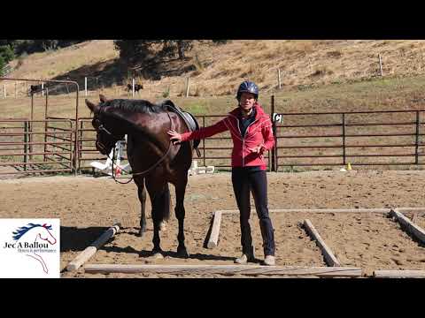 Why is Your Horse Tripping or Stumbling?