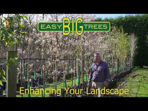 AMELANCHIER canadensis - Shad or NZ Whitebait Tree