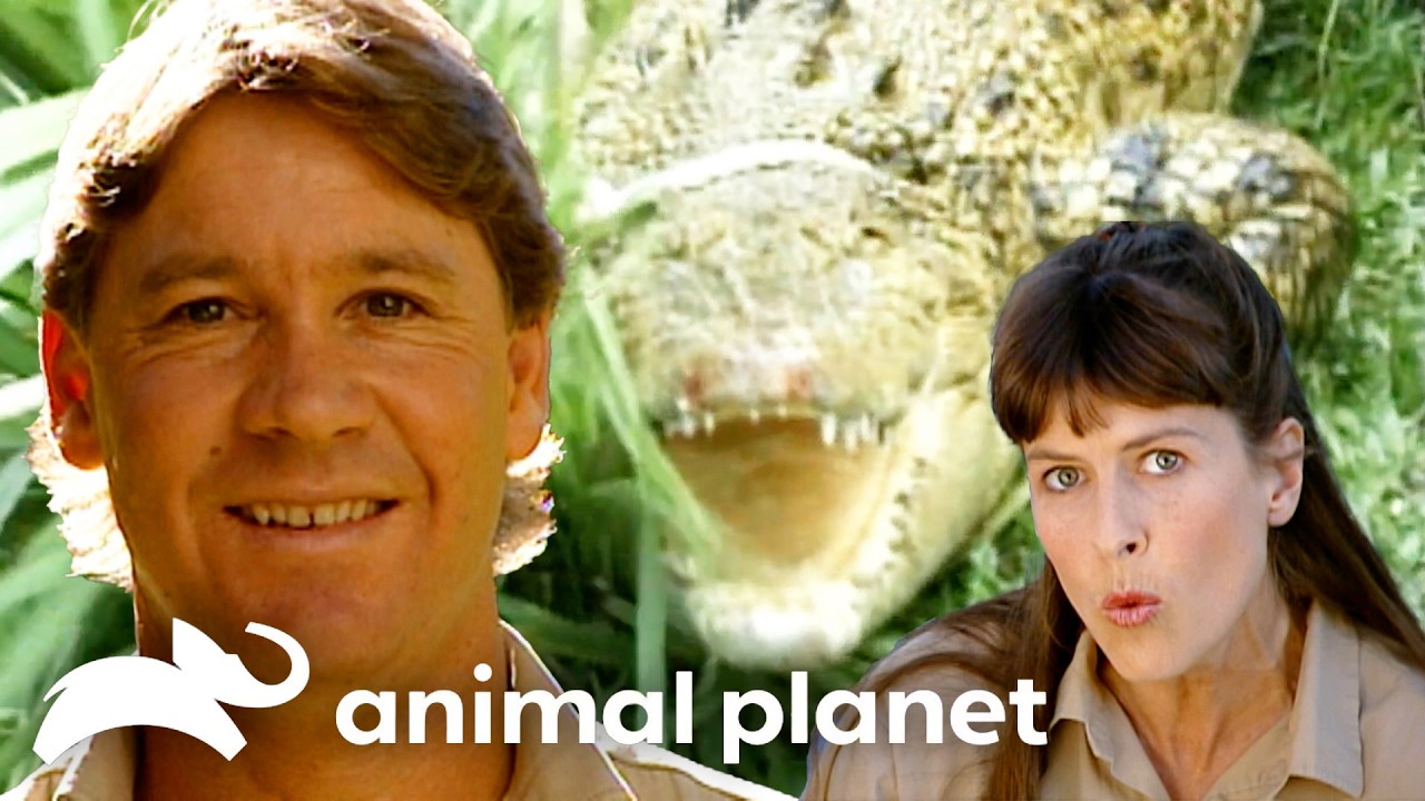 Terri and Steve's Craziest Captures! | Crocodile Hunter | Animal Planet