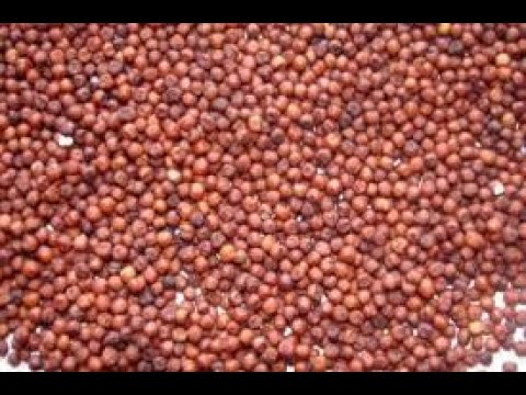 Seed Cleaning Machine