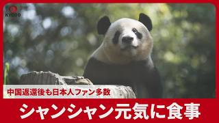 シャンシャン元気に食事 中国返還後も日本人ファン多数