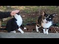 Beautiful Calico Cat Who Wants To Be Petted Insistently Meows And Purrs Loudly