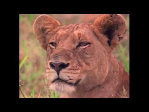 Gwen and Zoey's Adventures of Really Wild Animals (Episode 1; Part 12)