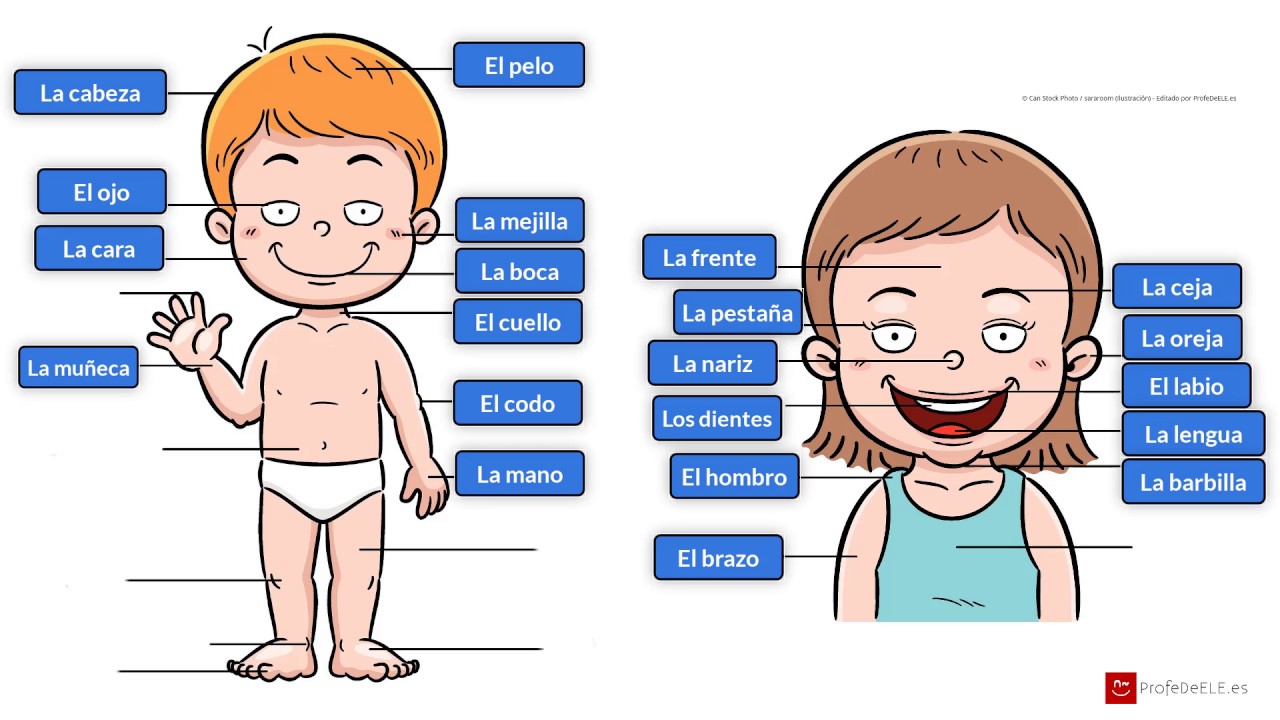 Vocabulario del cuerpo humano (español) / Vocabulary of the human body (spanish)