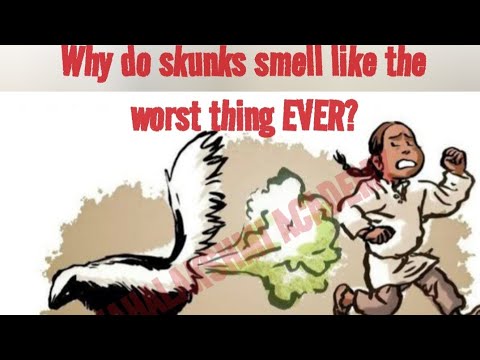 Skunk Spray Explained ll Why do skunks smell like the worst thing EVER? ll Skunk #mahalakshmiacademy