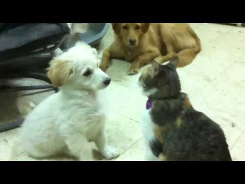Puppy + kitty = FUN!