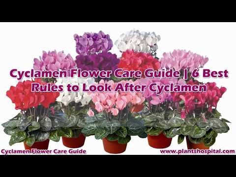Cyclamen Flower Care Guide | 6 Best Rules to Look After Cyclamen