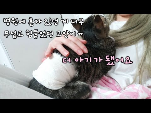 중성화 수술 후 심한 껌딱지가 된 고양이 언니가 미안해ㅠ