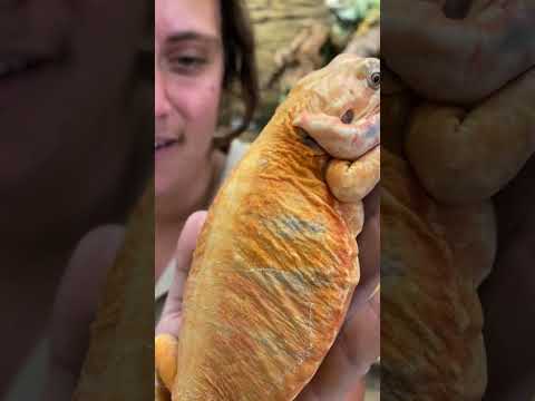 Bearded Dragons 101! 🐉