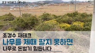 [조경브이로그] (신년선물) 초보농가들이 하는 실수. 조경수 재테크. 제때 팔지 못하면 나무로 돈벌기 힘듭니…