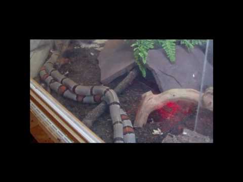 YouTube Video WzeSMPg4Pn8