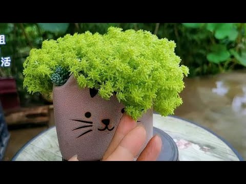 黃金萬年草枯萎