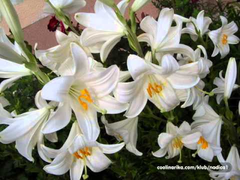 Hasiba Agic - Ljiljani