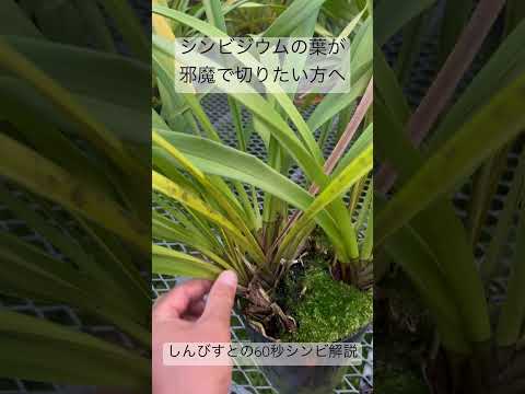 Phalaenopsis hieroglyphica (左上)Ophrys tenthredinifera (右上)Paphiopedilum concolor (左下)Maxillaria tenuifolia (右下)