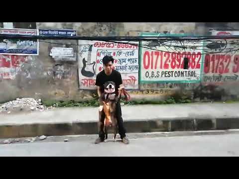 Pitbul Dog @ Poshu Daktar - পশু ডাক্তার @ Dr. Sagir's Pet Clinic 01912251312