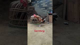 Download lagu kokok ayam pelung juara #Ayam_pelung_berkokok_istimewa# mp3 Download lagu kokok ayam pelung juara #Ayam_pelung_berkokok_istimewa# mp3