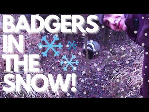 , title : 'WINTER STORY FROM THE MAGIC WOOD - BADGERS EP.6 - IN THE SNOW'