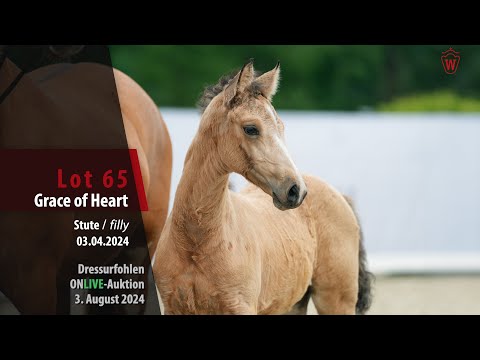 Dressurfohlen ONLIVE Auktion Lot 65 Grace of Heart Hengst v. Goldgarant - FS Don´t Worry