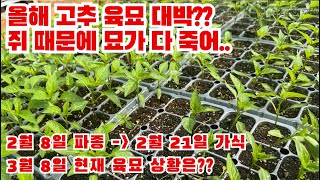 고추 육묘 대박이다?? 아 근데 올해 이넘어 쥐들 때문에 못 살겠네!!! 그래서 파종 다시했습니다