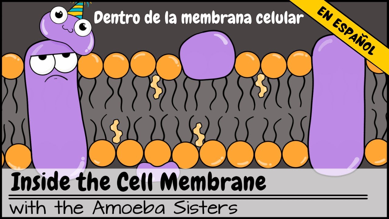 Dentro da Membrana Celular