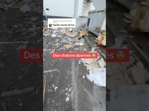 3 pauvres chatons 😞 #chatons #poubelle #ades #ninolemalou